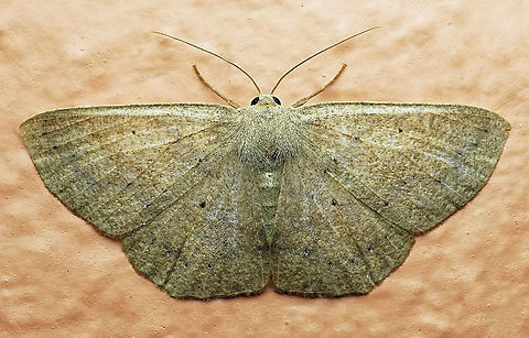 #436 Dapa, Valle Del Cauca, 2100m