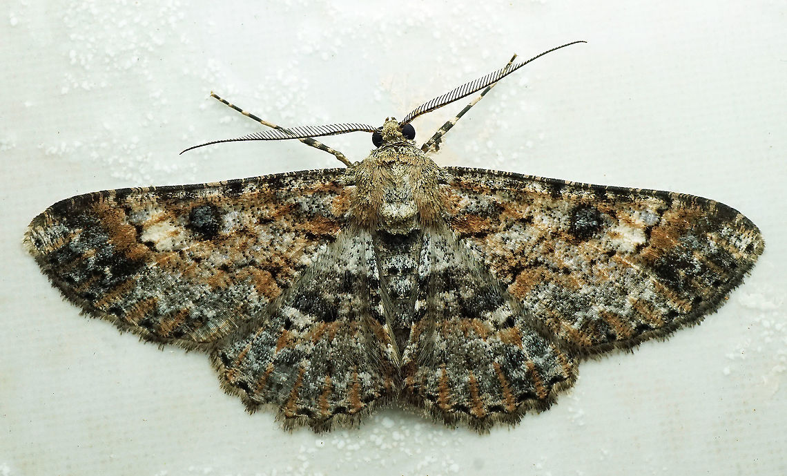 #438 Dapa, Valle Del Cauca, 2100m Cleora alienaria