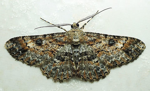 #438 Dapa, Valle Del Cauca, 2100m Cleora alienaria