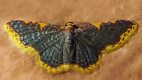 Eois cobardata Dapa, Valle Del Cauca, 2100m Eois cobardata