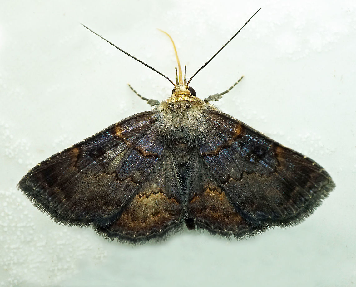 #440 Dapa, Valle Del Cauca, 2100m