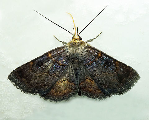 #440 Dapa, Valle Del Cauca, 2100m