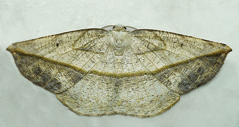 Eusarca crameraria Dapa, Valle Del Cauca, 2100m Eusarca crameraria