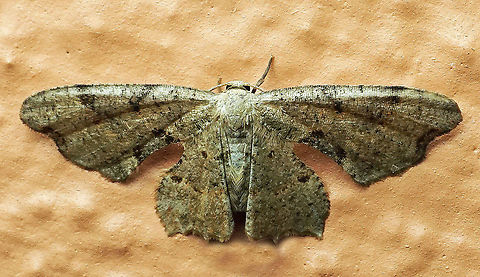 #441 Dapa, Valle Del Cauca, 2100m