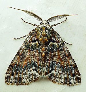 #442 Dapa, Valle Del Cauca, 2100m