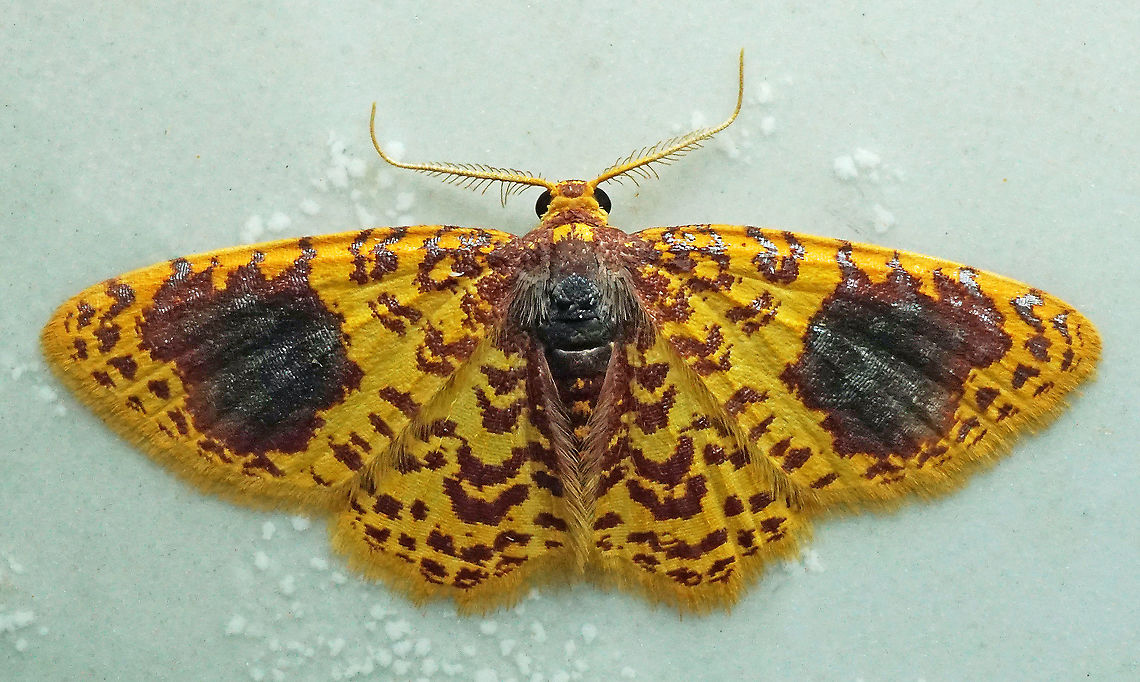 Eois margarita Dapa, Valle Del Cauca, 2100m Eois margarita