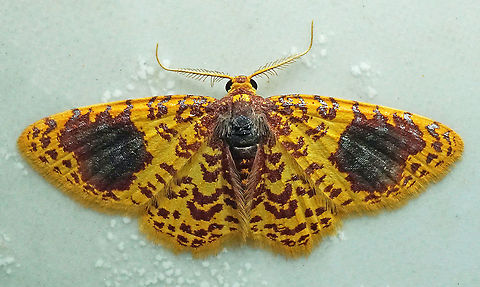 Eois margarita Dapa, Valle Del Cauca, 2100m Eois margarita