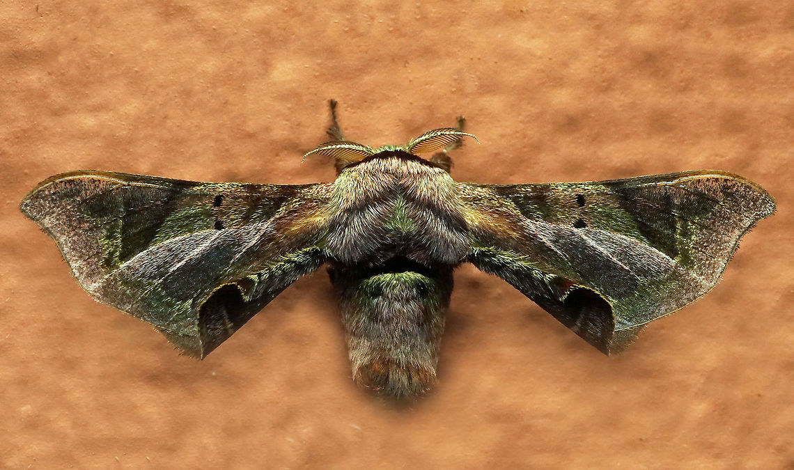 Quentalia numalia Dapa, Valle Del Cauca, 2100m Quentalia numalia