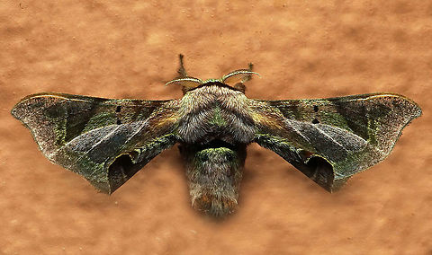 Quentalia numalia Dapa, Valle Del Cauca, 2100m Quentalia numalia