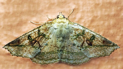 #444 Dapa, Valle Del Cauca, 2100m