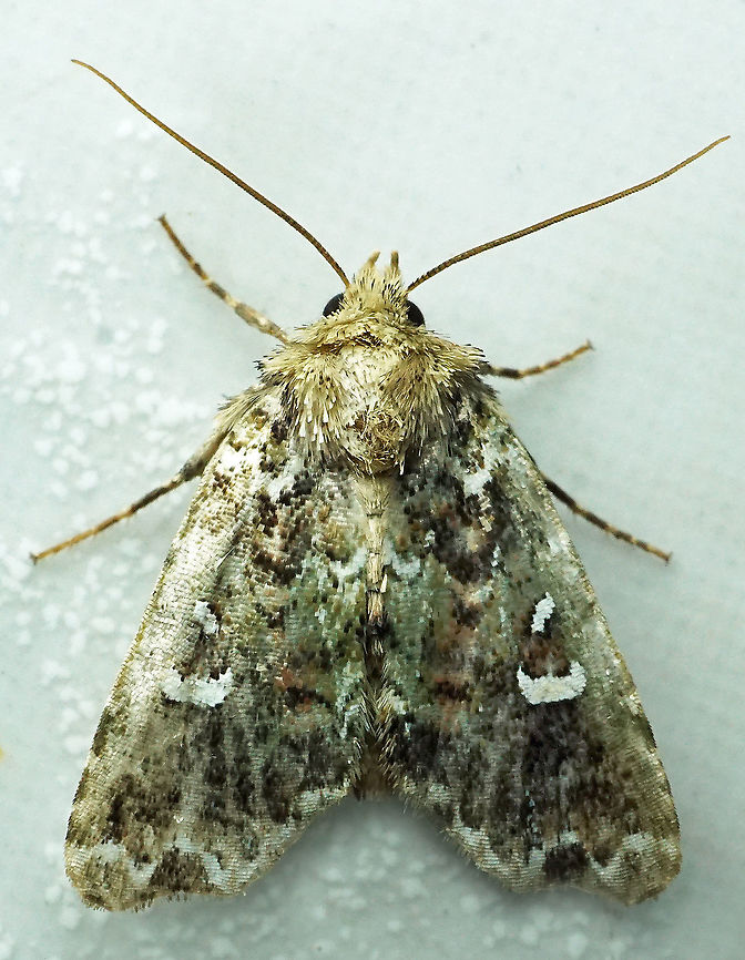 #446 Dapa, Valle Del Cauca, 2100m