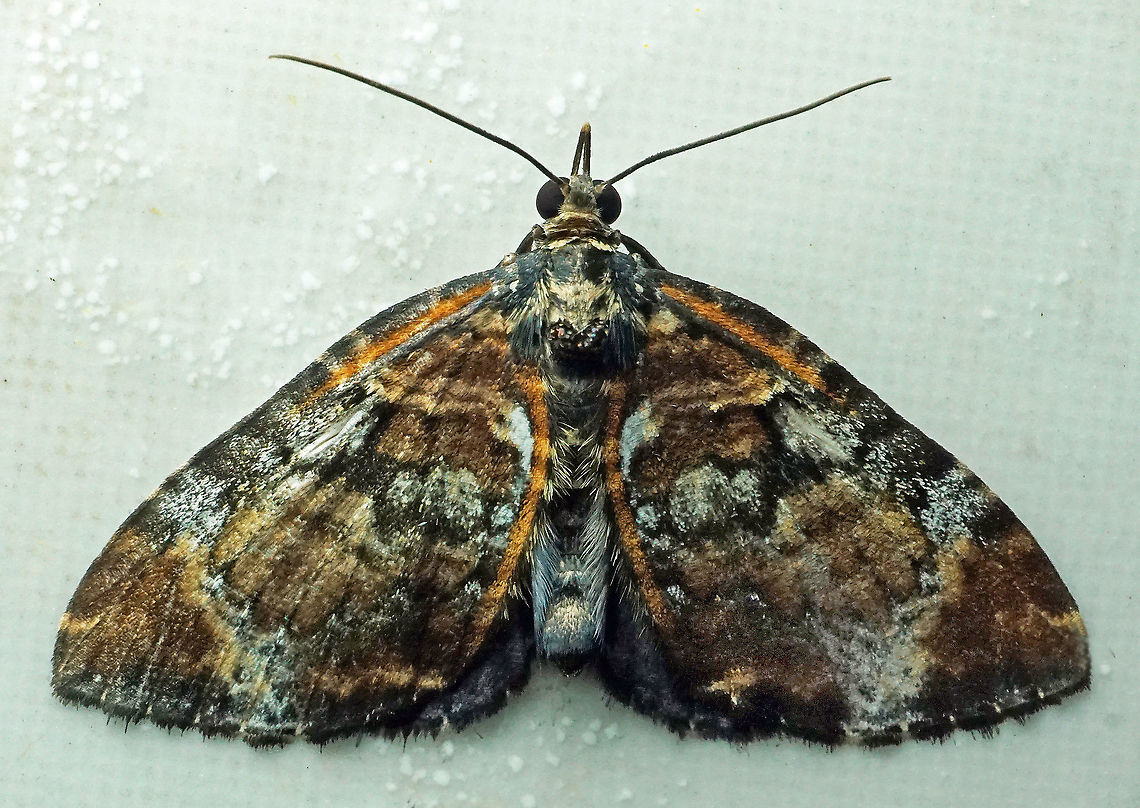 #447 Dapa, Valle Del Cauca, 2100m