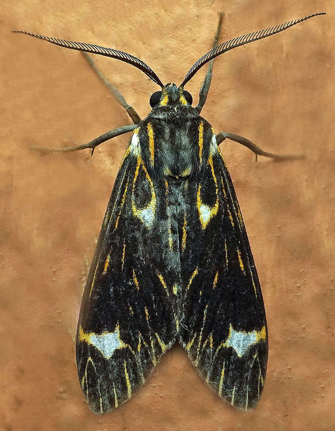 #448 Dapa, Valle Del Cauca, 2100m Eucereon albinota