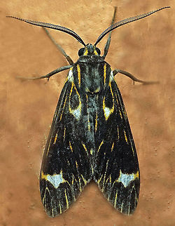 #448 Dapa, Valle Del Cauca, 2100m Eucereon albinota