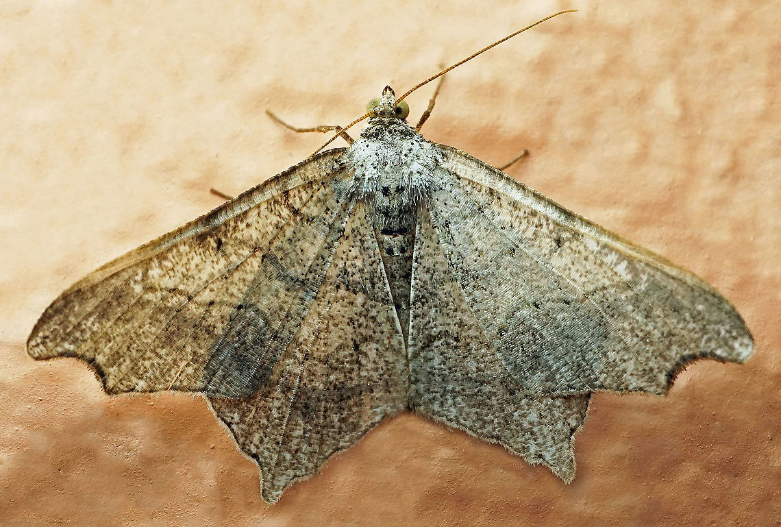 Macaria sp. Dapa, Valle Del Cauca, 2100m