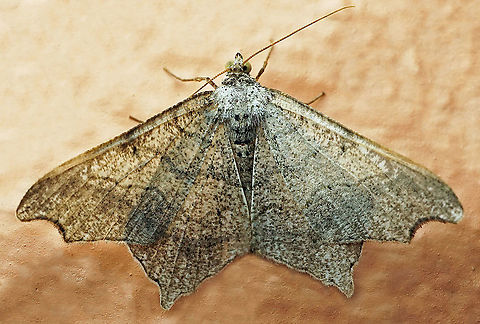 Macaria sp. Dapa, Valle Del Cauca, 2100m
