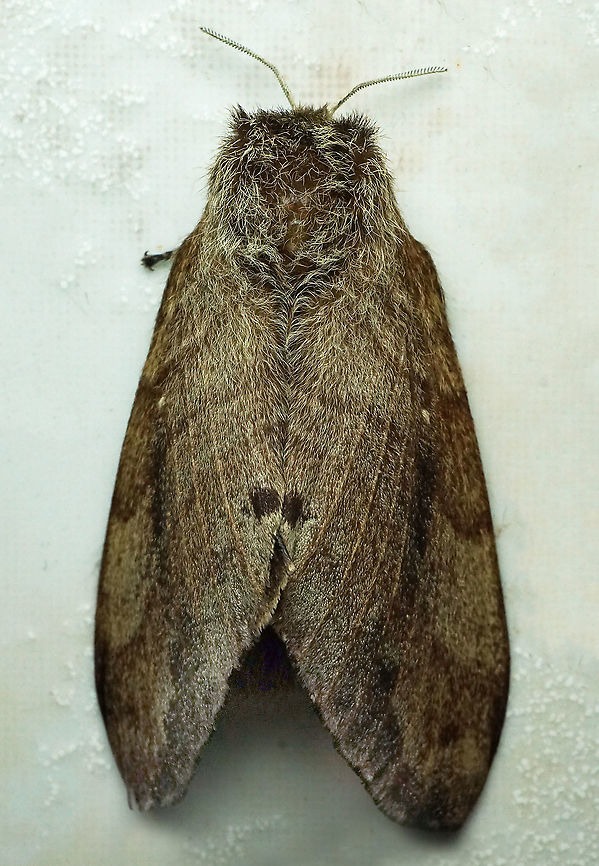 #449 Dapa, Valle Del Cauca, 2100m