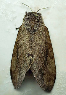 #449 Dapa, Valle Del Cauca, 2100m