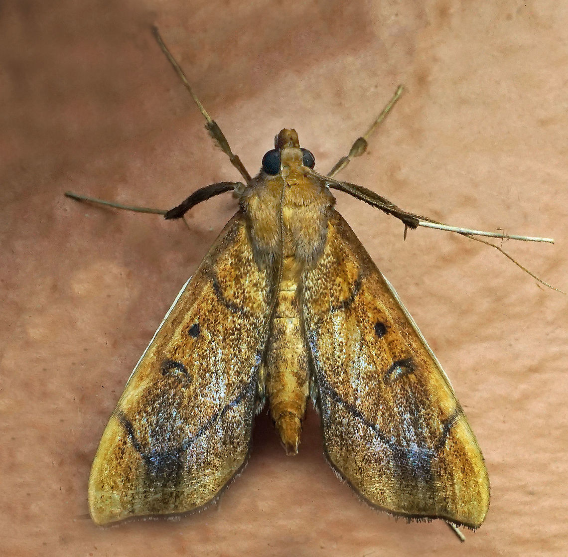 Anarmodia repandalis Dapa, Valle Del Cauca, 2100m Anarmodia repandalis