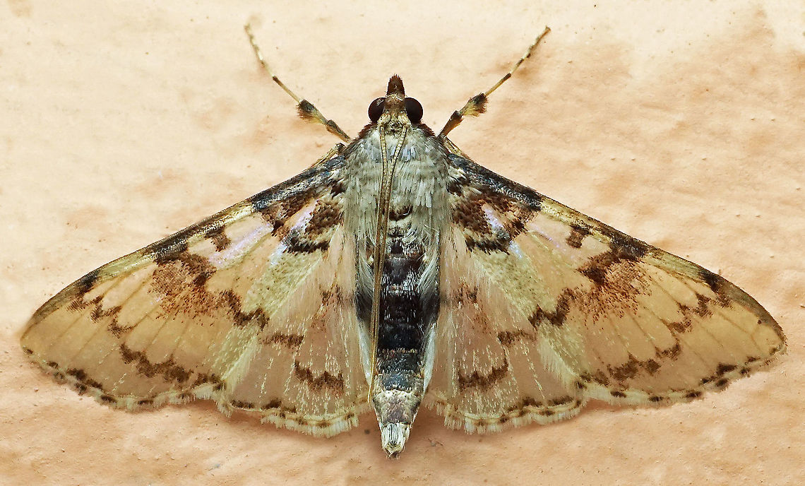 Azochis sp. Dapa, Valle Del Cauca, 2100m