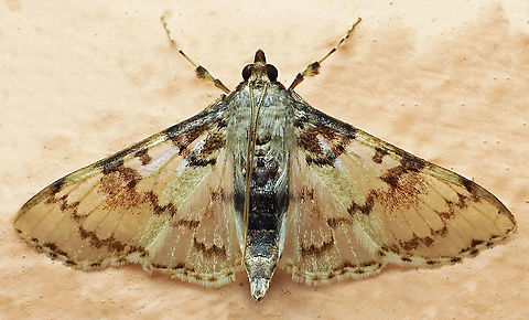 Azochis sp. Dapa, Valle Del Cauca, 2100m