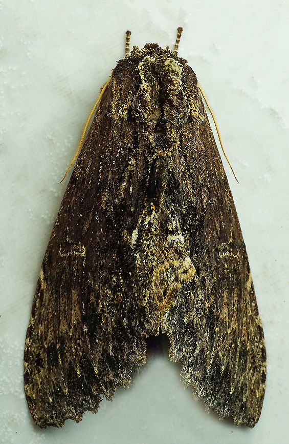 #455 Dapa, Valle Del Cauca, 2100m