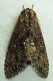 #455 Dapa, Valle Del Cauca, 2100m