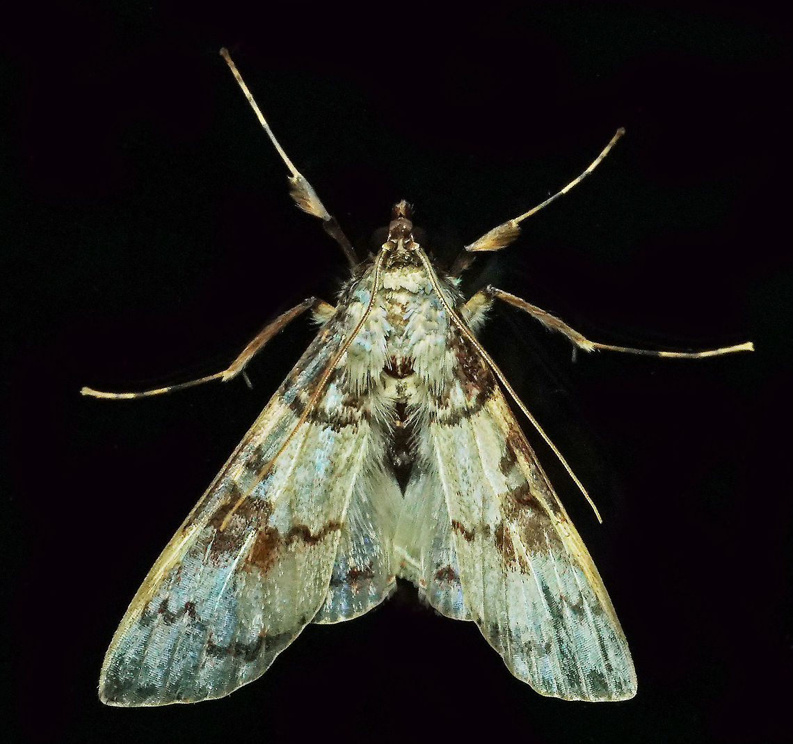 Azochis sp. Dapa, Valle Del Cauca, 2100m