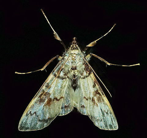 Azochis sp. Dapa, Valle Del Cauca, 2100m