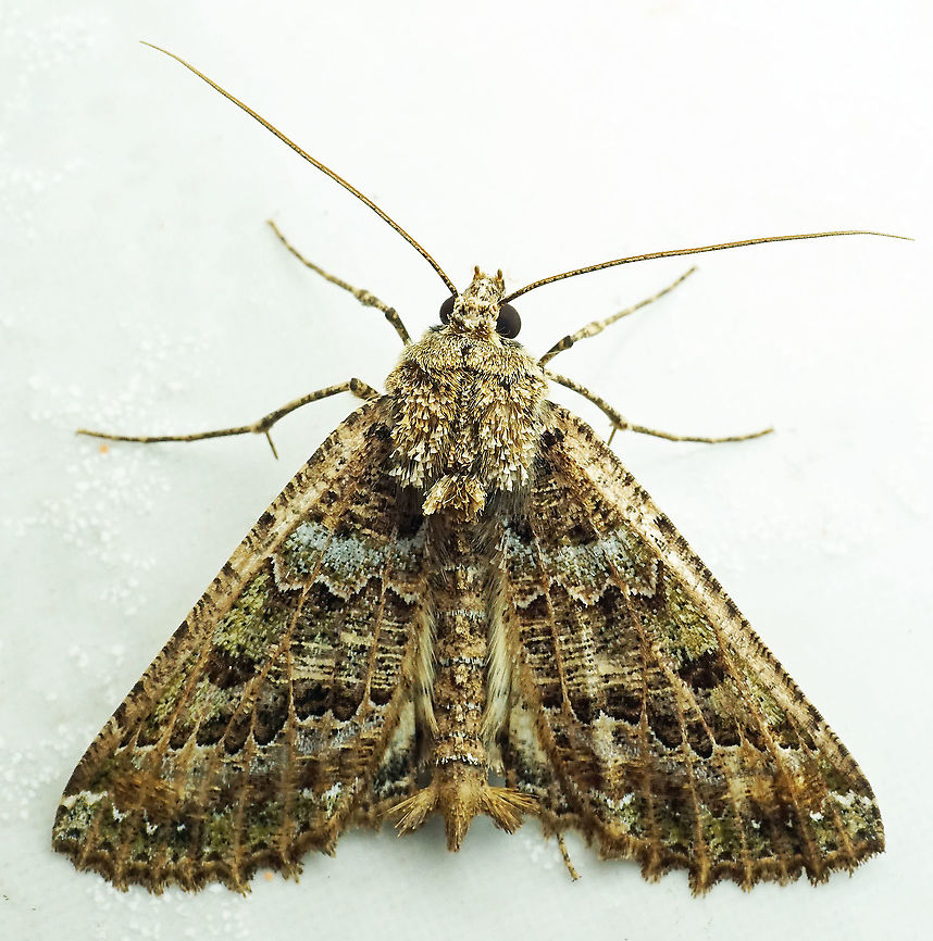 Aragua bistonaria Dapa, Valle Del Cauca, 2100m Aragua bistonaria