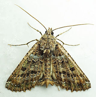 Aragua bistonaria Dapa, Valle Del Cauca, 2100m Aragua bistonaria