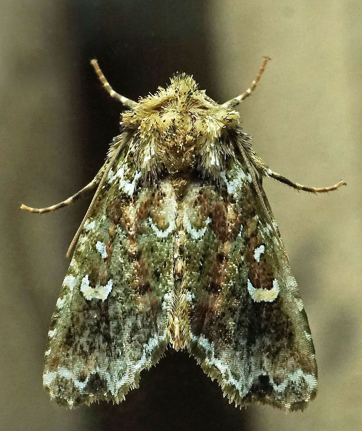 #456 Dapa, Valle Del Cauca, 2100m