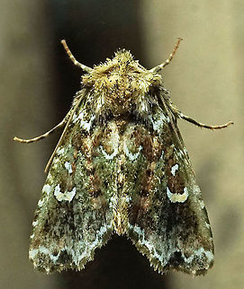 #456 Dapa, Valle Del Cauca, 2100m