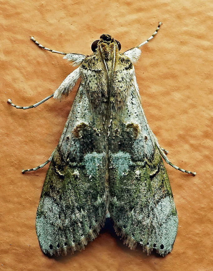 #457 Dapa, Valle Del Cauca, 2100m