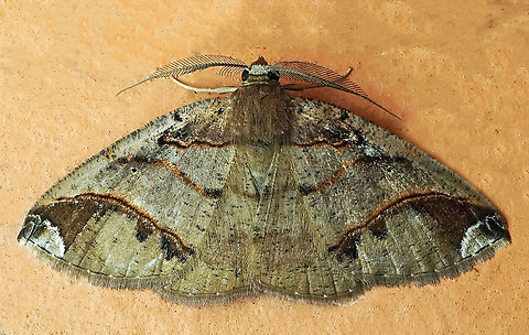 #458 Dapa, Valle Del Cauca, 2100m