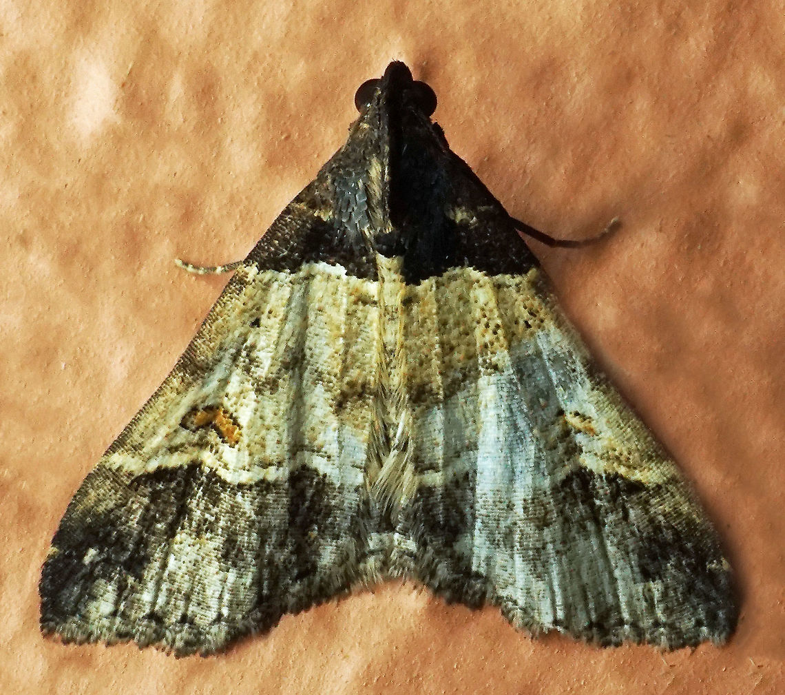 #460 Dapa, Valle Del Cauca, 2100m