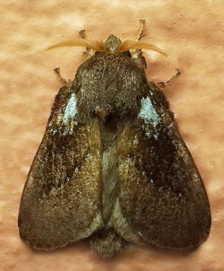 #461 Dapa, Valle Del Cauca, 2100m