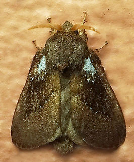 #461 Dapa, Valle Del Cauca, 2100m