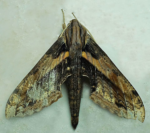 Xylophanes ceratomioides' Dapa, Valle Del Cauca, 2100m Xylophanes ceratomioides