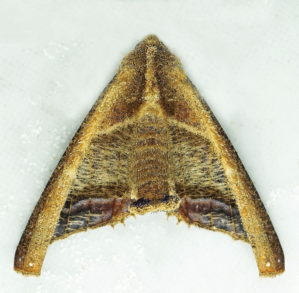 Pero tricaria Dapa, Valle Del Cauca, 2100m Pero tricaria