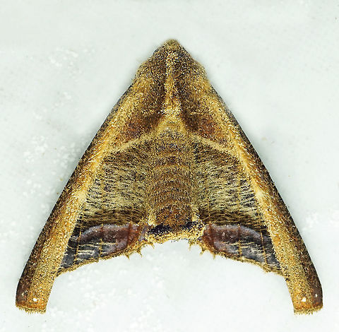 Pero tricaria Dapa, Valle Del Cauca, 2100m Pero tricaria