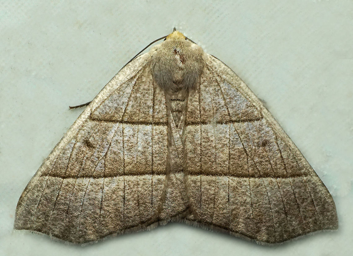 Cosmophyga privataria Dapa, Valle Del Cauca, 2100m Cosmophyga privataria