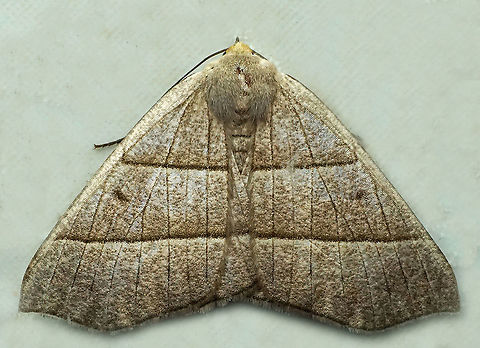 Cosmophyga privataria Dapa, Valle Del Cauca, 2100m Cosmophyga privataria