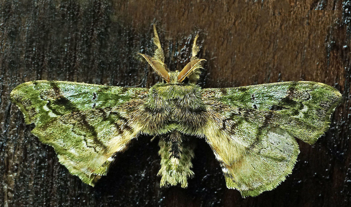 Quentalia sp. Dapa, Valle Del Cauca, 2100m