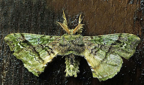 Quentalia sp. Dapa, Valle Del Cauca, 2100m