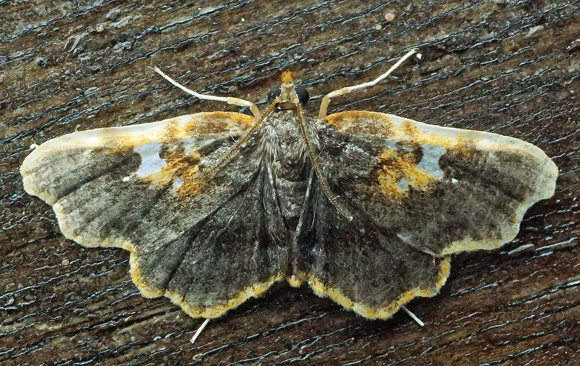 #466 Dapa, Valle Del Cauca, 2100m