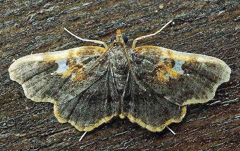 #466 Dapa, Valle Del Cauca, 2100m