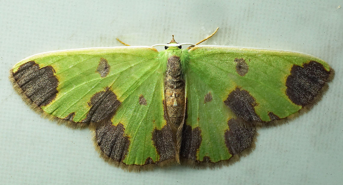 Synchlora dependens Dapa, Valle Del Cauca, 2100m Synchlora dependens
