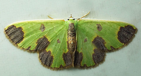 Synchlora dependens Dapa, Valle Del Cauca, 2100m Synchlora dependens