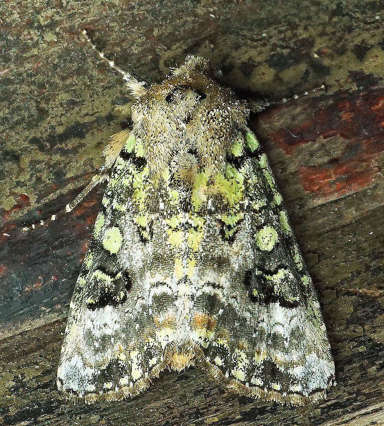 Lacinipolia sp. Dapa, Valle Del Cauca, 2100m